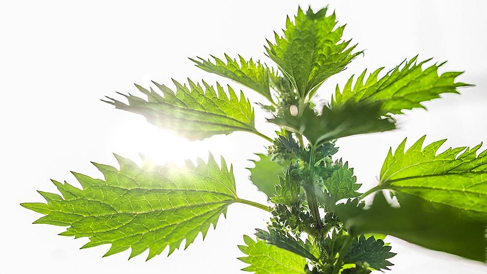 small nettle plant
