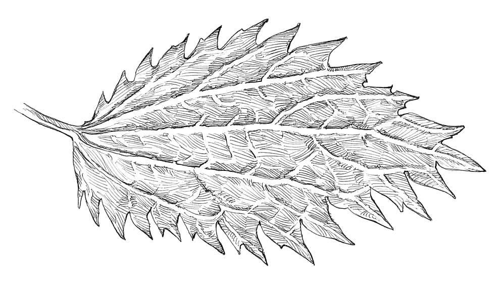 small nettle leaf