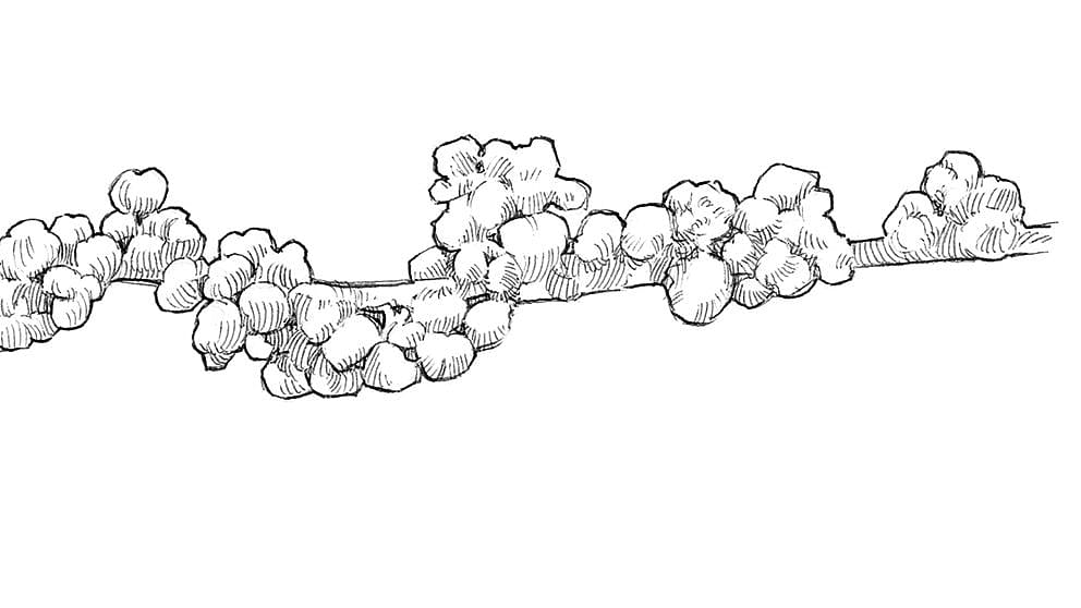 small nettle nuts