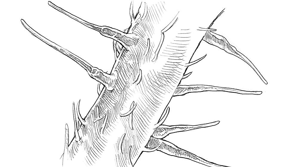 small nettle stinging hairs