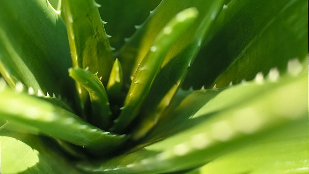 Aloe vera plant