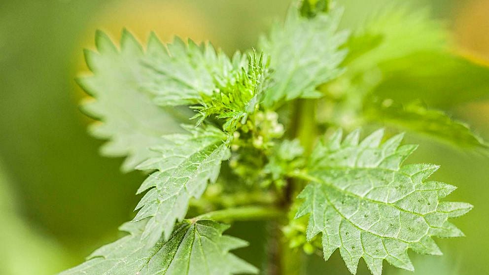 Small Nettle plant