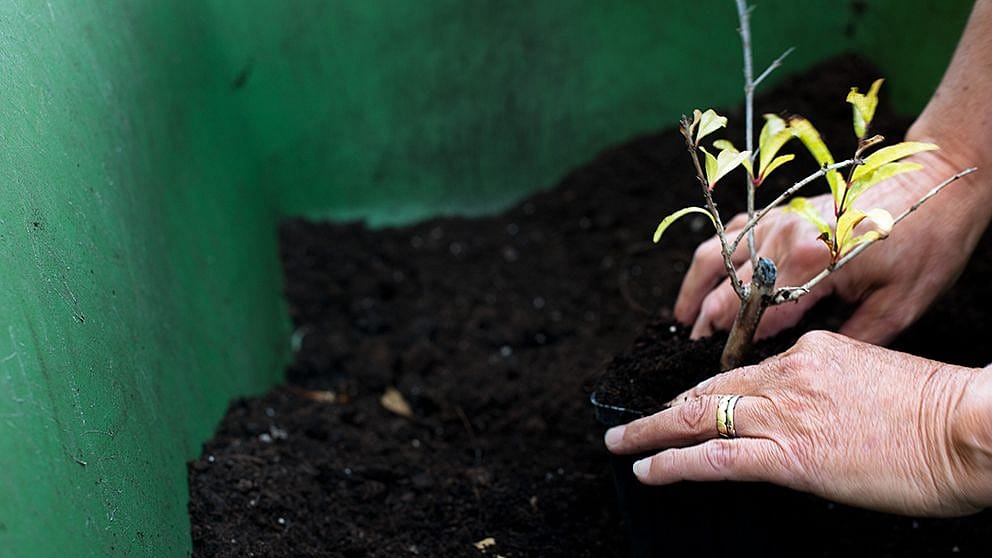 pomegranat plant