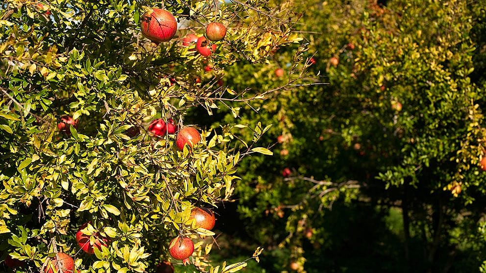Pomegranate field