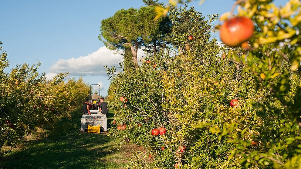 pomegranate fields