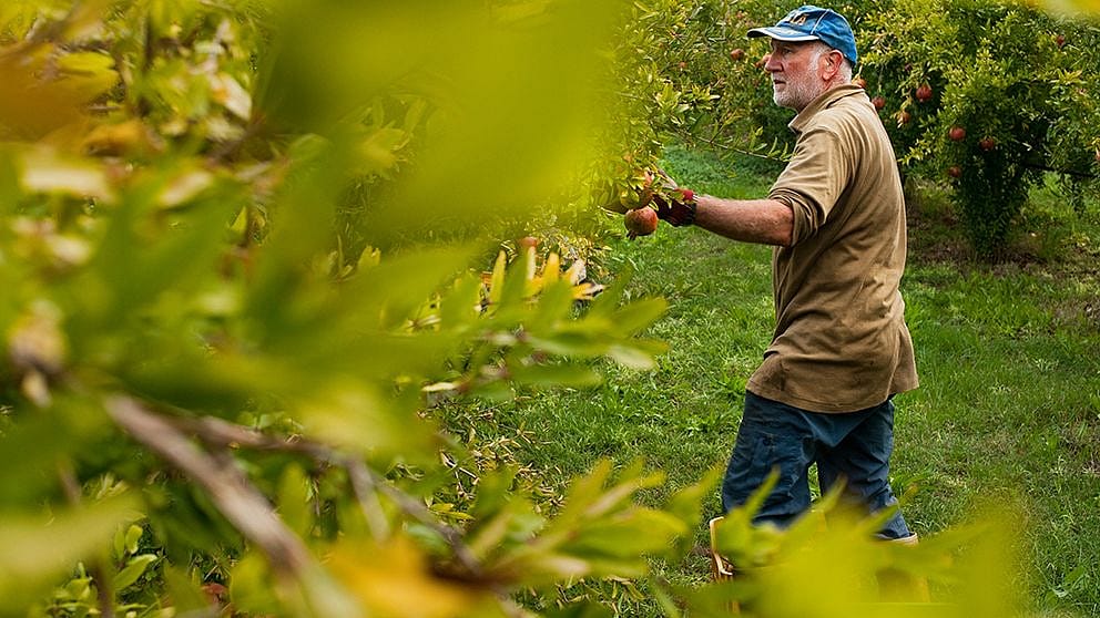 Man harvest pomegranate