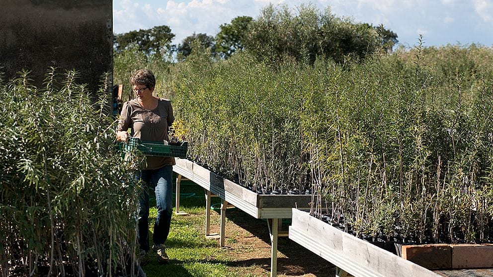 woman with pomegranate youngplants