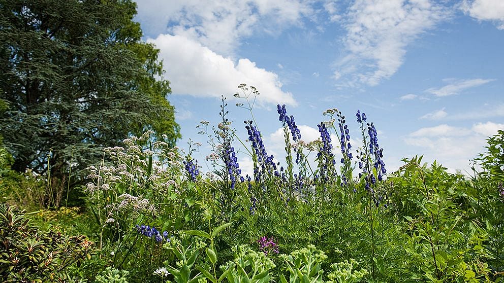 garden