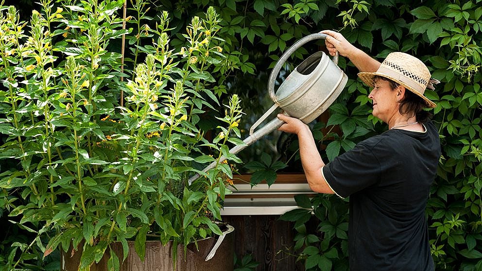 gardener watering plants