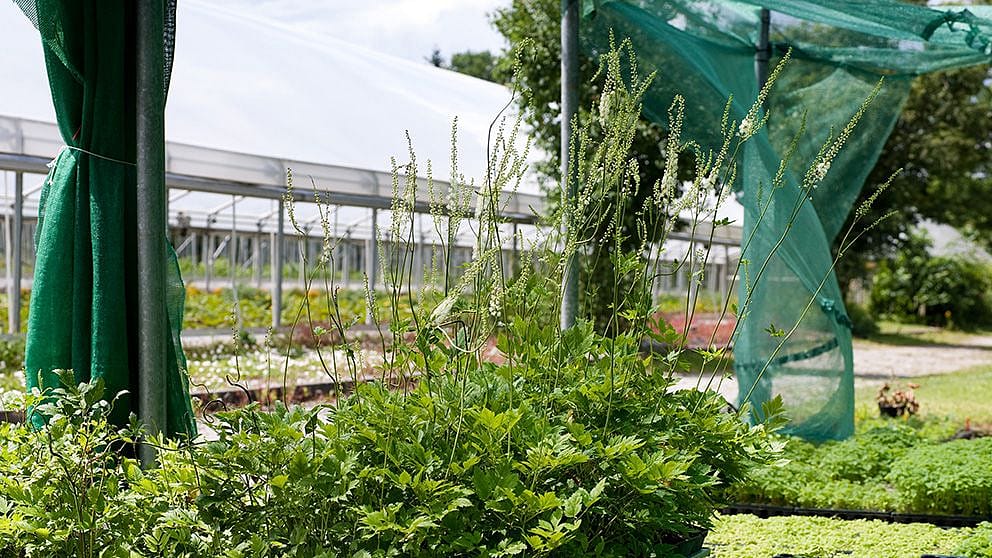gardenhouse