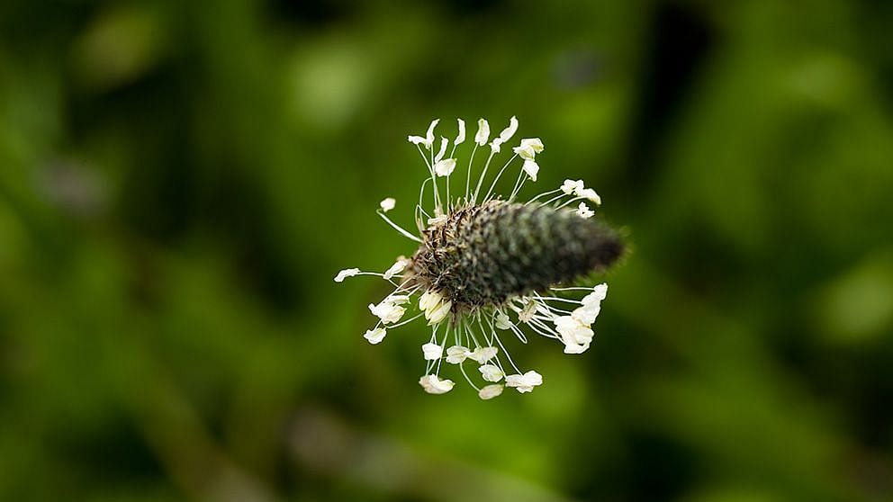 closeup of plant