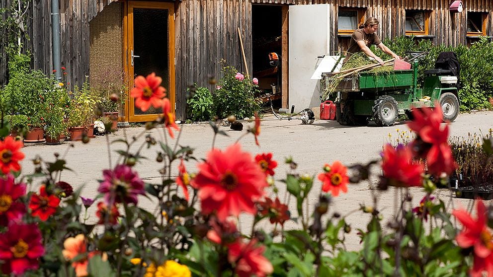 tractor in garden