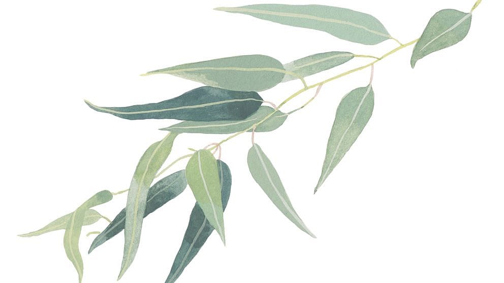 Eucalyptus illustration