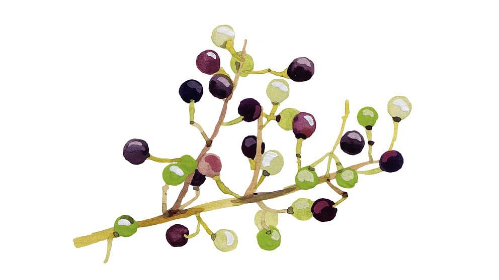 Litsea cubeba