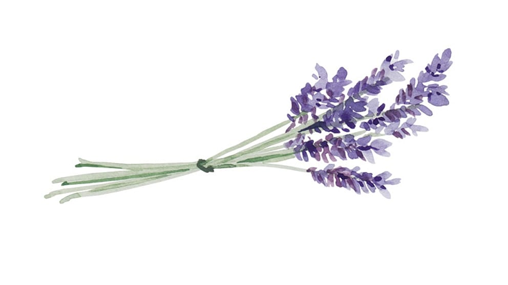 Lavender flower