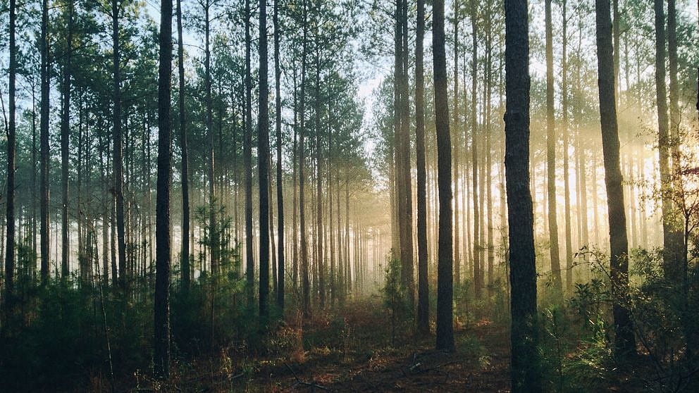 forest in sunset