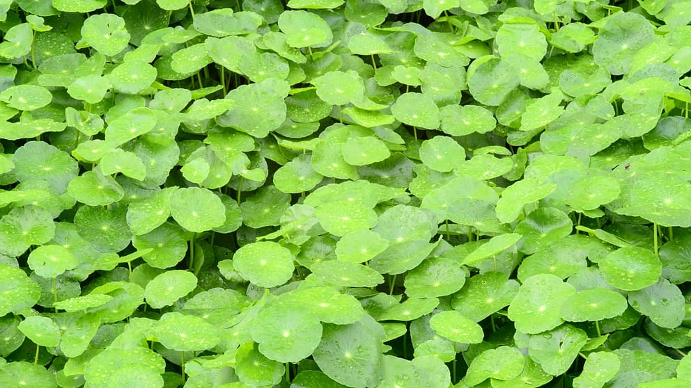 centella asiatica plant