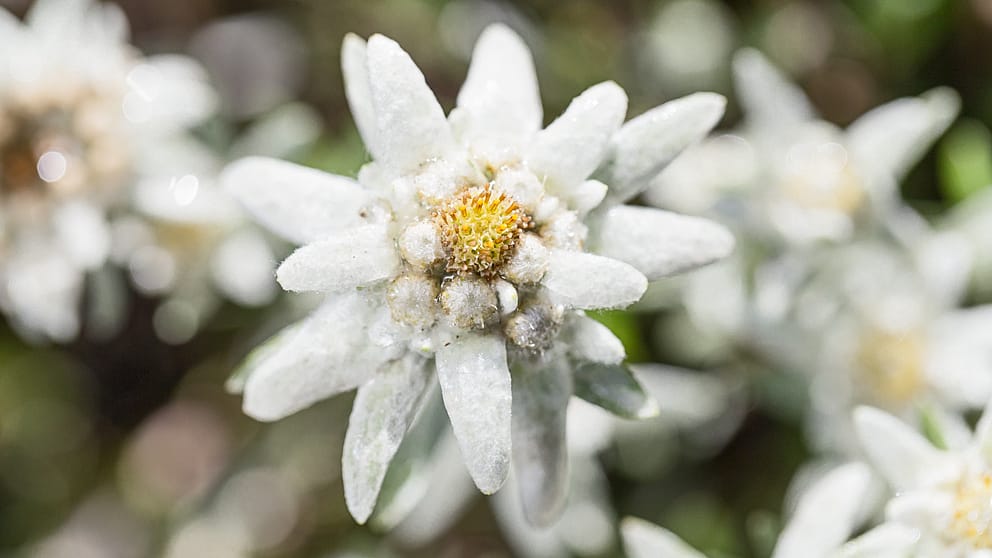 edelweis flower