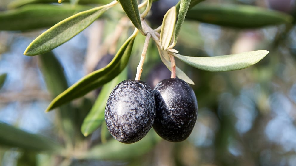 olive plant